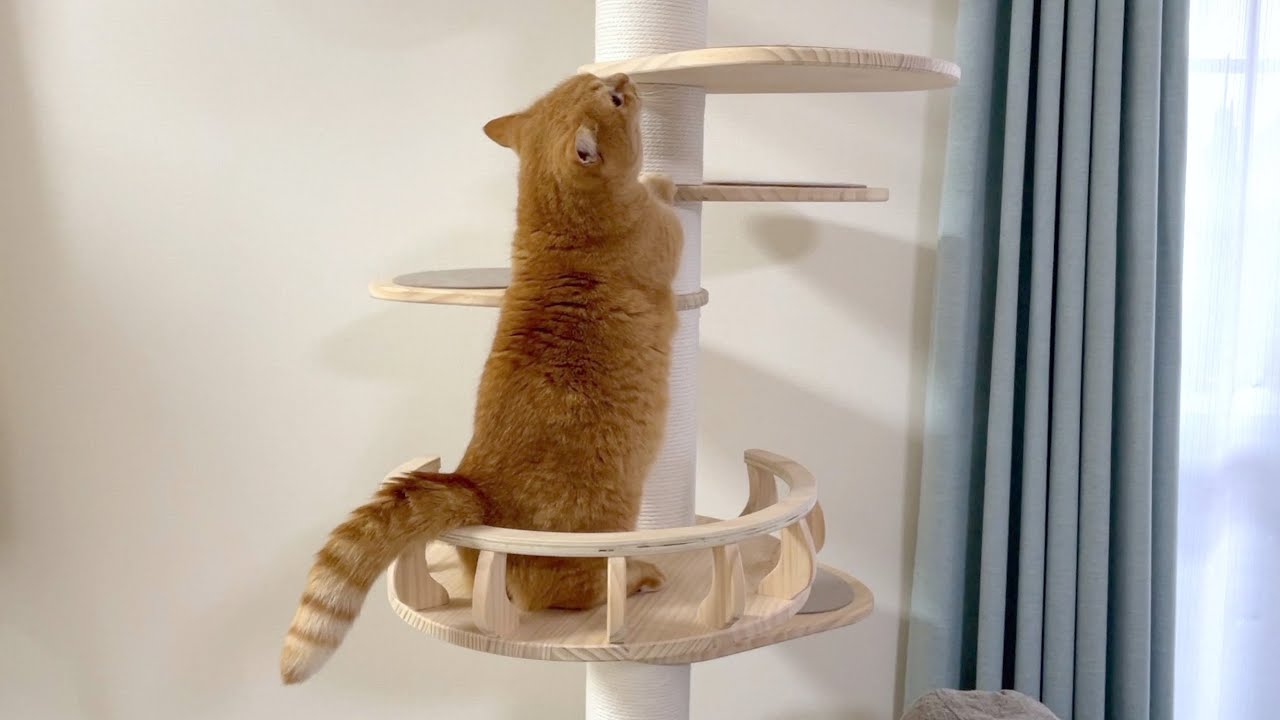 プリンのキャットタワー登頂への道…！