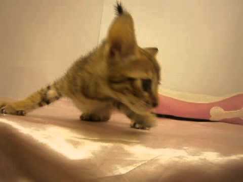 ペットショップＣｏｏ＆ＲＩＫＵ　エジプシャンマウ　Ｎｏ288955