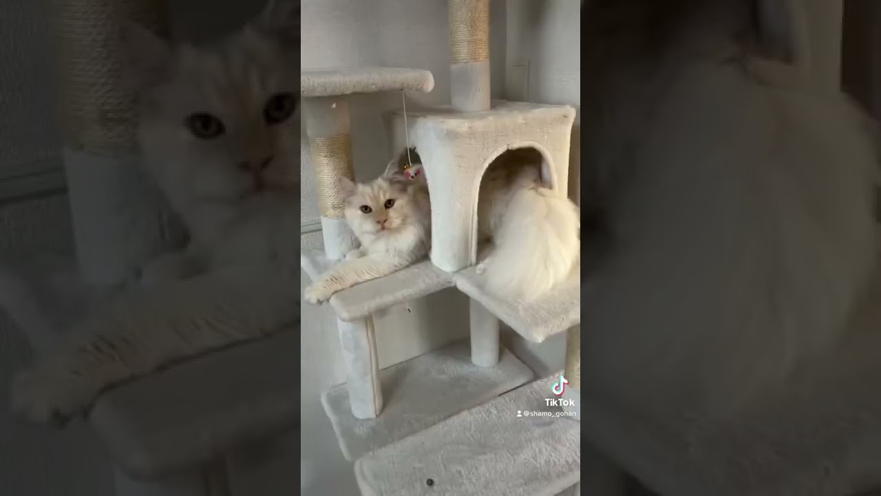 【猫】サイベリアン猫の成長が想像以上に凄かった　#shorts #猫あるある