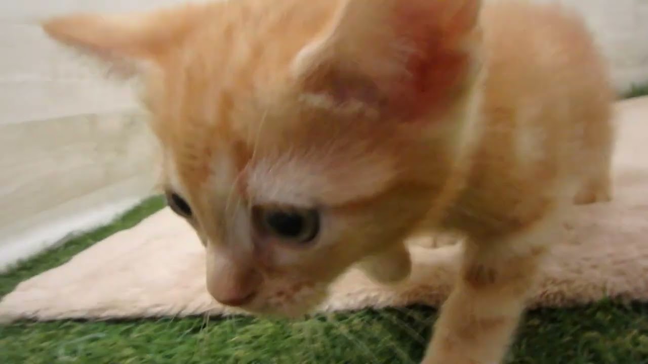 00586719 アメリカンショートヘアー