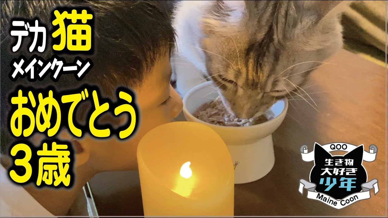 【メインクーン】大型猫の3歳の誕生日に子供が愛情のこもったケーキを作る