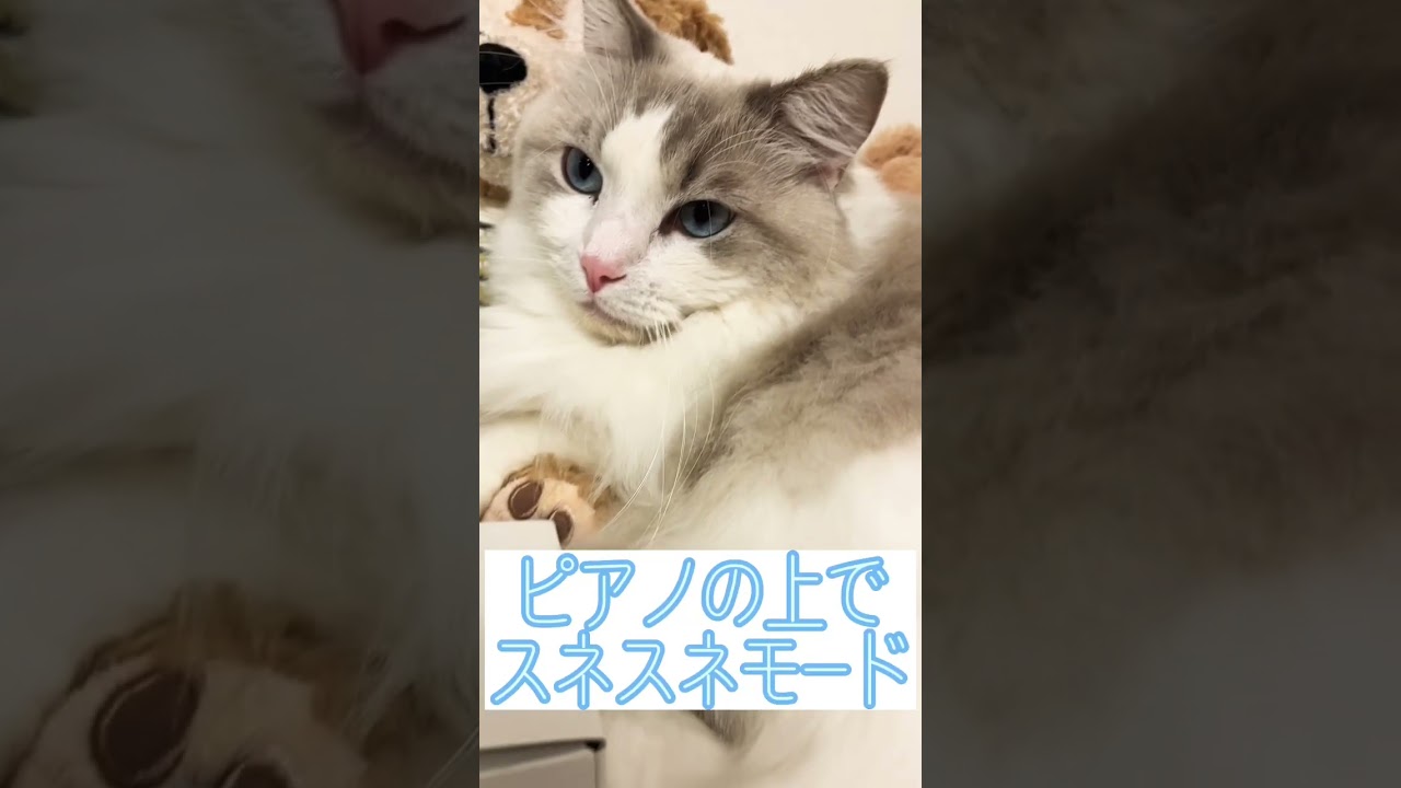 正月早々、拗ねてる猫#shorts #ラグドール #猫
