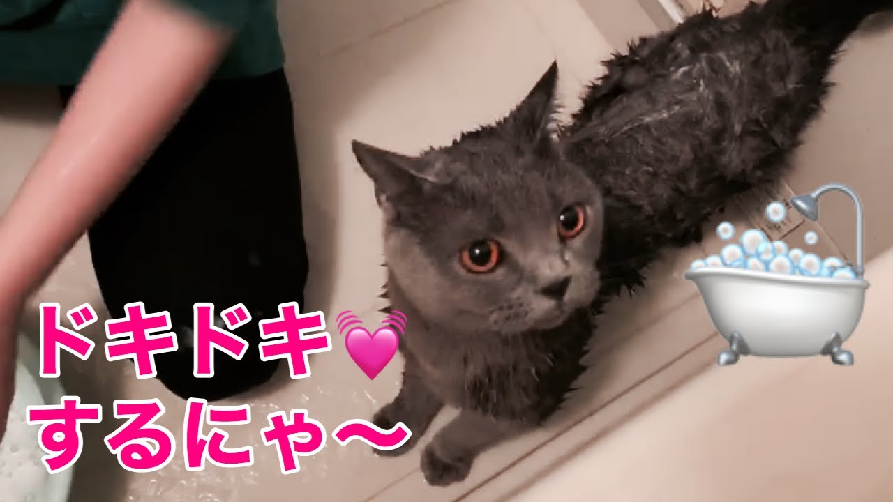 ブリティッシュショートヘアあおくん初めてのお風呂動画です／British Shorthair The first bath