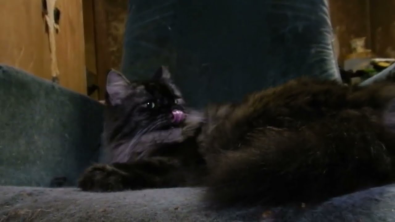 Zippor , the Selkirk Rex セルカークレックスのツィポール
