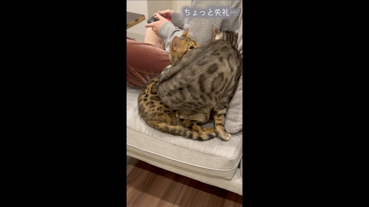 自分を子猫だと思っているのか狭い場所に割り込んでくる猫#shorts