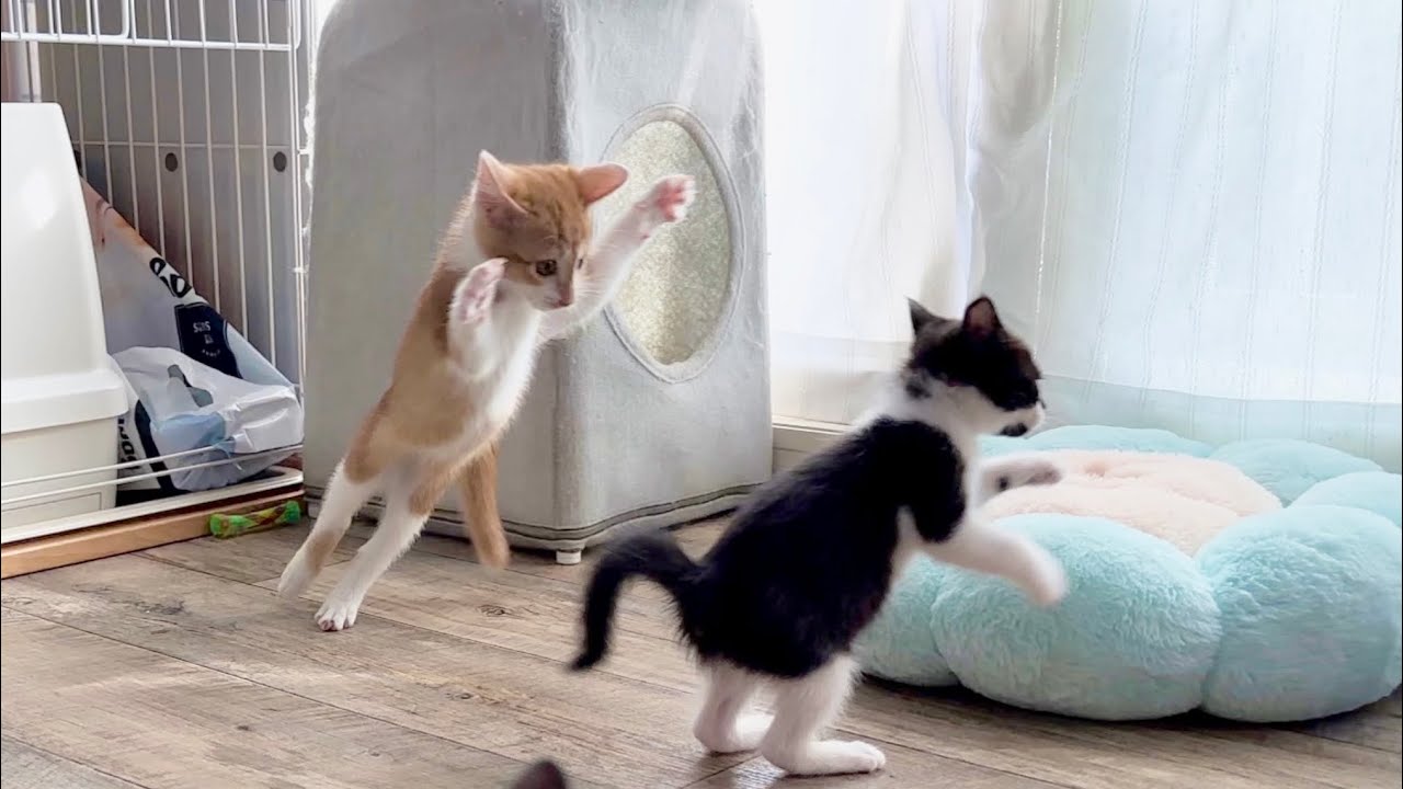 新入り保護猫を放出したら大暴れすぎた 生後43日の子猫【お盆3兄妹#33】Newly arrived shelter cat goes on a rampage.