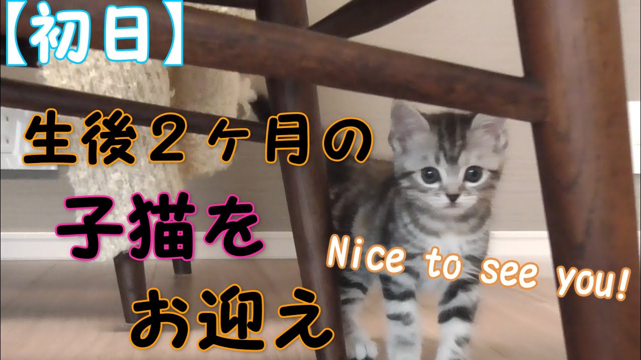【スコティッシュフォールド】生後2ヶ月の子猫がやってきた　The reaction when the baby kitten came to my house