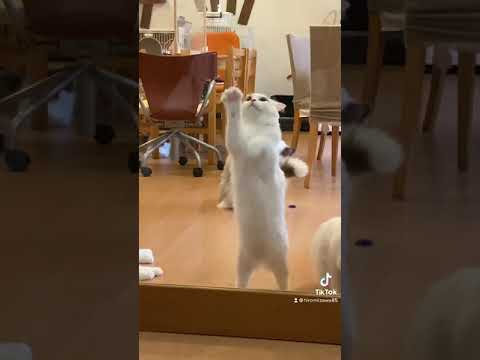ラグドールのヤニスちゃん♪