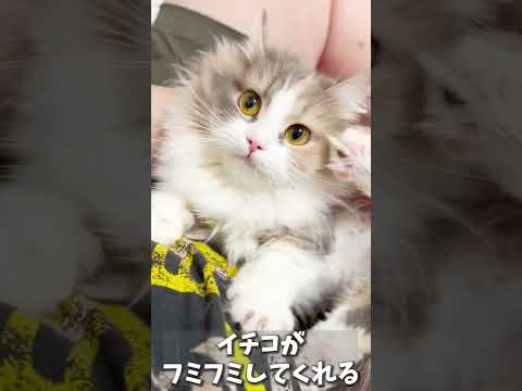 【子猫の成長記録】#shorts #ミヌエット #マンチカン #子猫