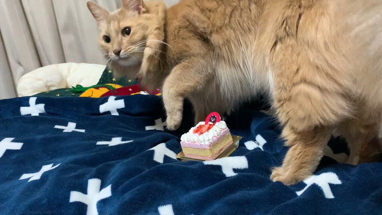 【ソマリ猫】口に合わないクリスマスケーキ・・・