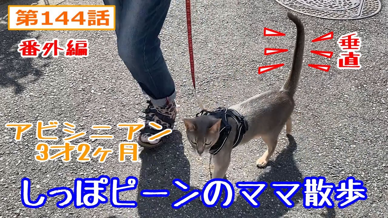 猫と散歩 アビシニアン (毎日の散歩) 144話
