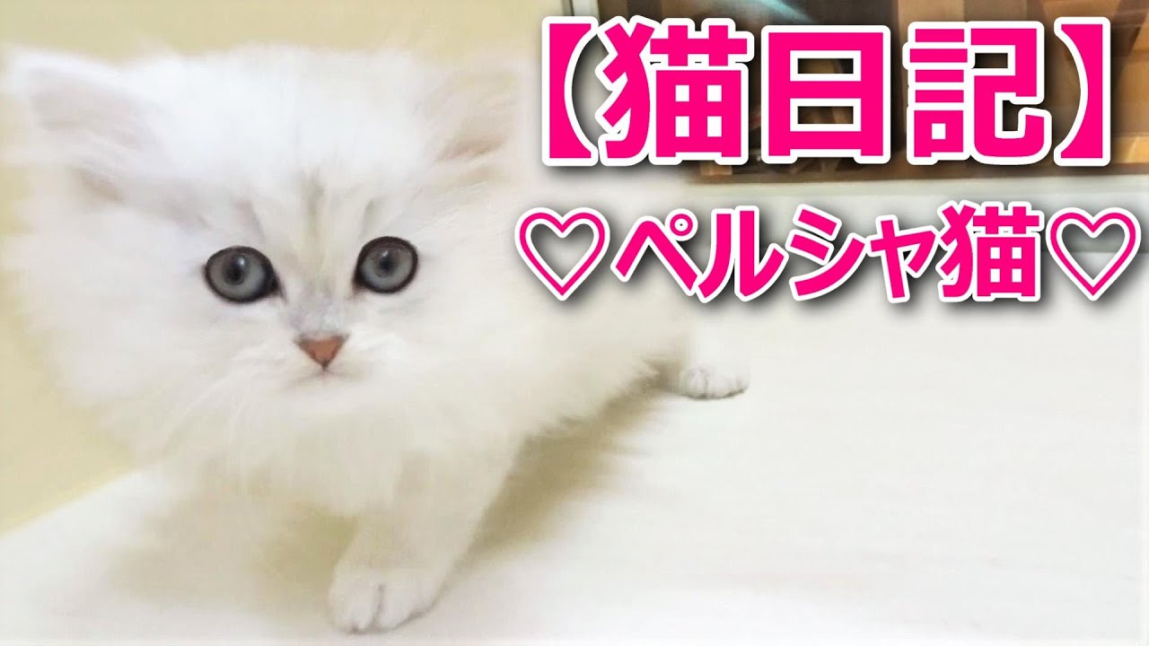 【ペルシャ猫の子猫ちゃん♡チンチラシルバー♡】2020年5月最新ブリーダー情報♡ふわふわの猫動画♡猫専門ブリーダー『ペット蔵人』