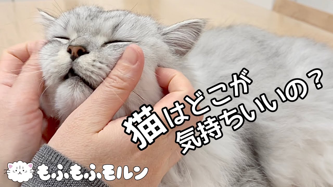 猫を触ると喜ぶところ、怒るところ【サイベリアン】