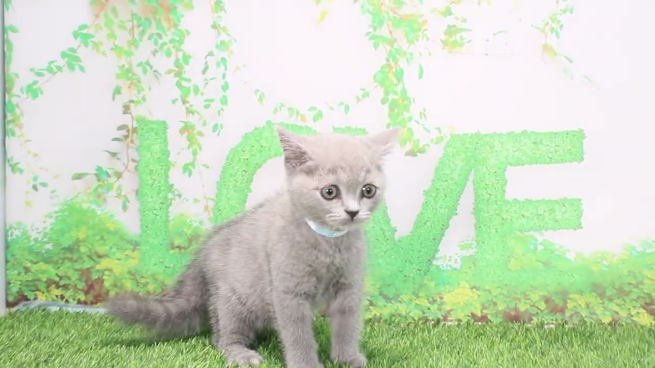 Coo&RIKU　No577851　ブリティッシュショートヘアー