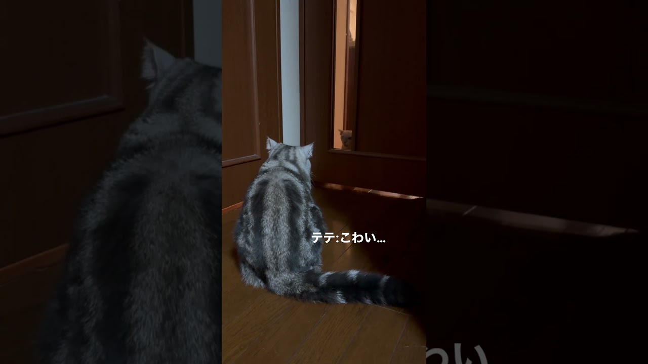 ミヌエットvsトンキニーズ