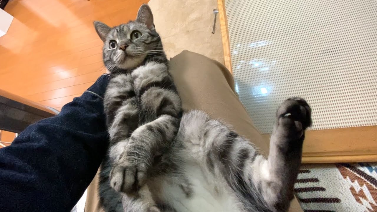アメショってこんな猫