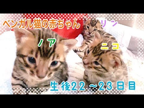 【生後22〜23日目】父猫が子猫のお世話！？ベンガル猫ベルの子猫の成長記録
