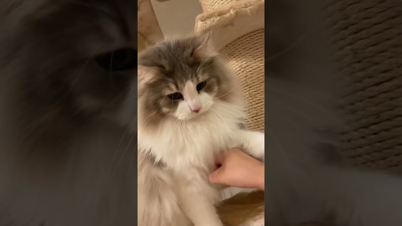 ケンカが下手な猫がこのこ。【ノルウェージャンフォレストキャット】