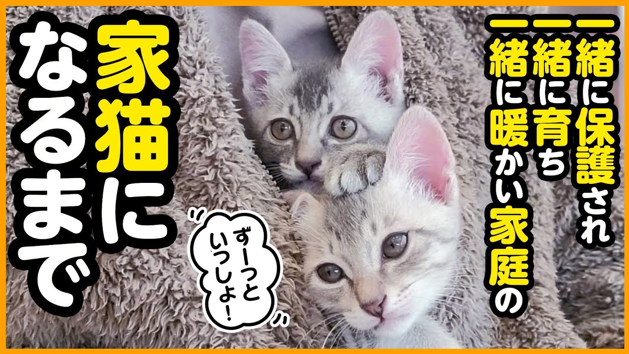 【感動】藁の中で産まれた2匹の子猫が、大好きな家族と一緒に暮らすまで【まとめ】