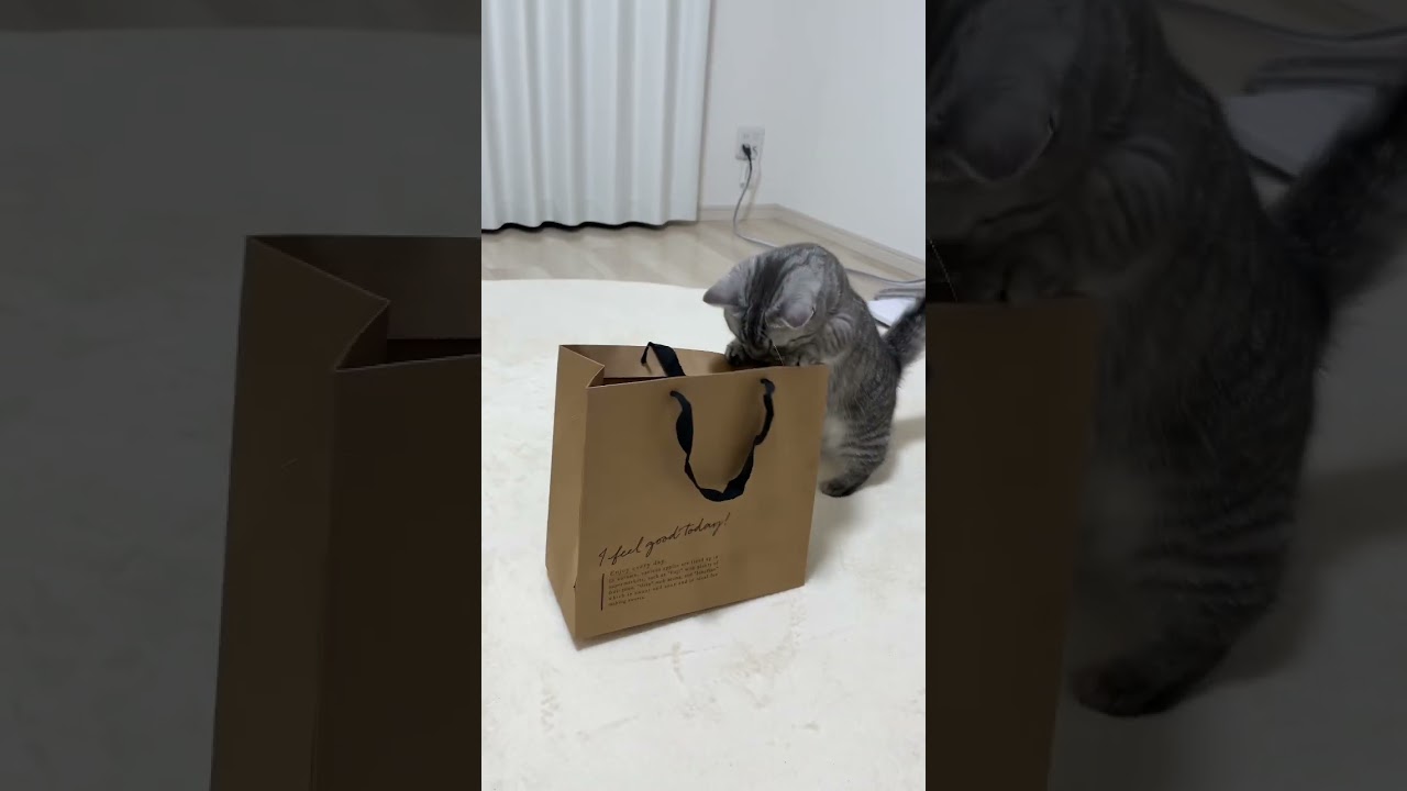 紙袋に入る子猫 #shorts #猫 #マンチカン #cat #kitty #rizkyayuba #kiminotoriko