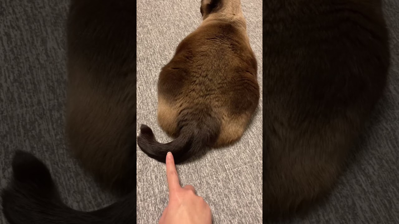 シャム猫のしっぽ