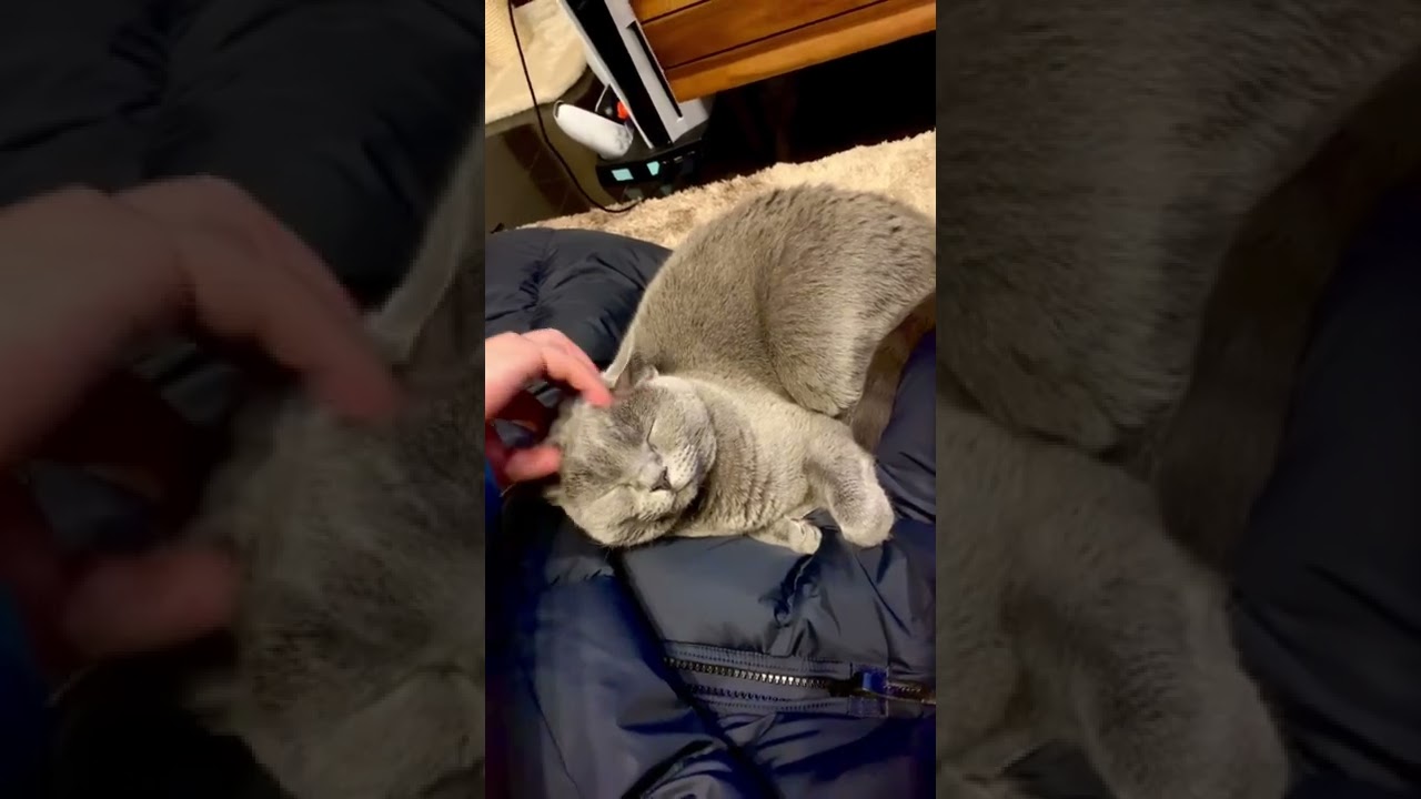 至高の猫【シャルトリュー】#Shorts