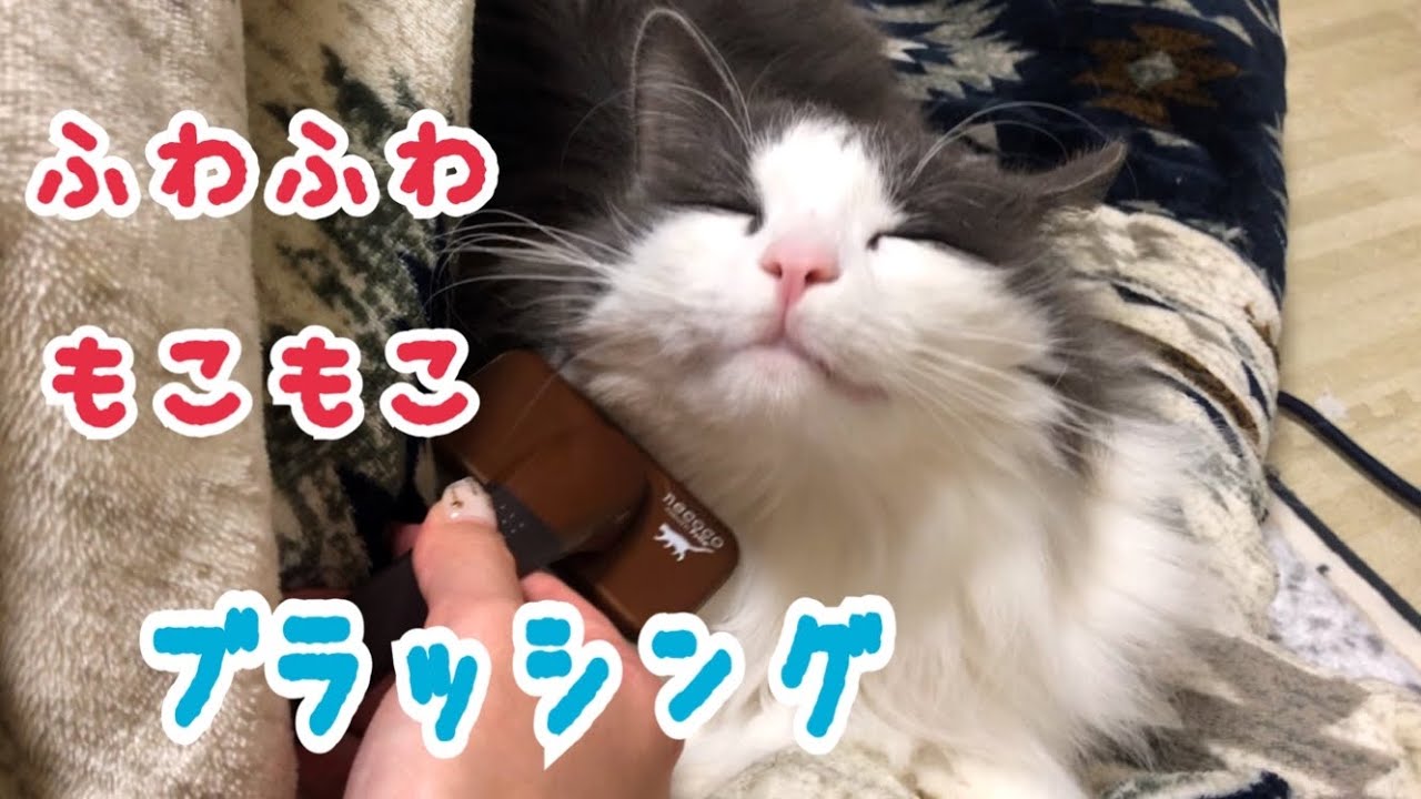 ふわふわ冬毛をお手入れ！ブラッシング！【ノルウェージャンフォレストキャット】