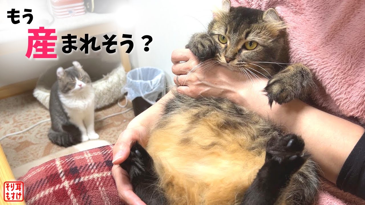 妊娠中のお腹を観察したら驚きの事実が判明しました…【初めての発情から３０日後】