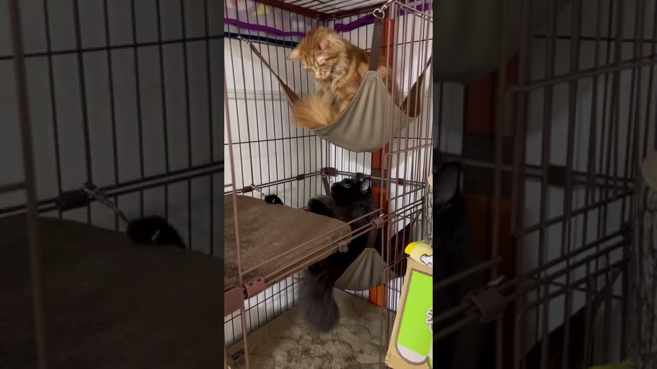 【メインクーン】勃発⁉️大型猫種の姉弟喧嘩😾#shorts
