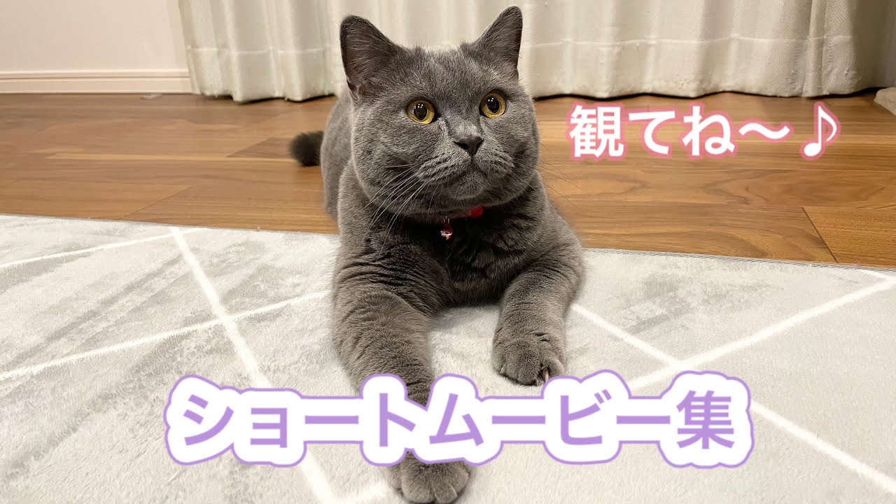 ぎんちゃんの日常。ショートムービー集【ブリティッシュショートヘア】