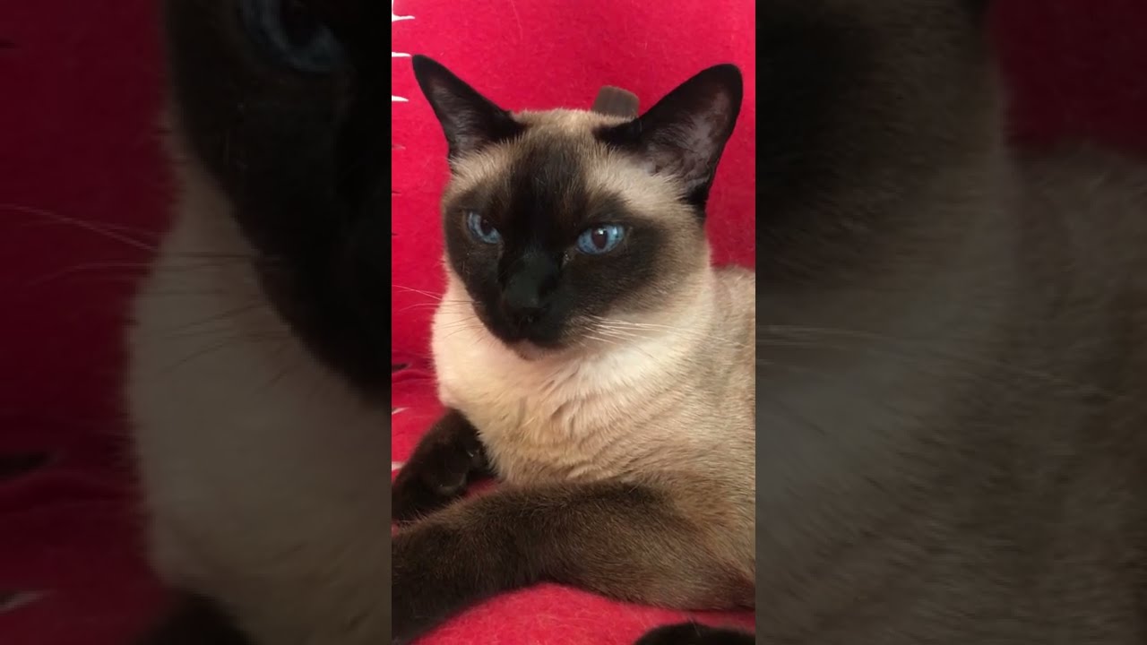 カヌレ風菓子をのせたらコブみたいになっちゃったたぬき猫なのにゃ♪➁