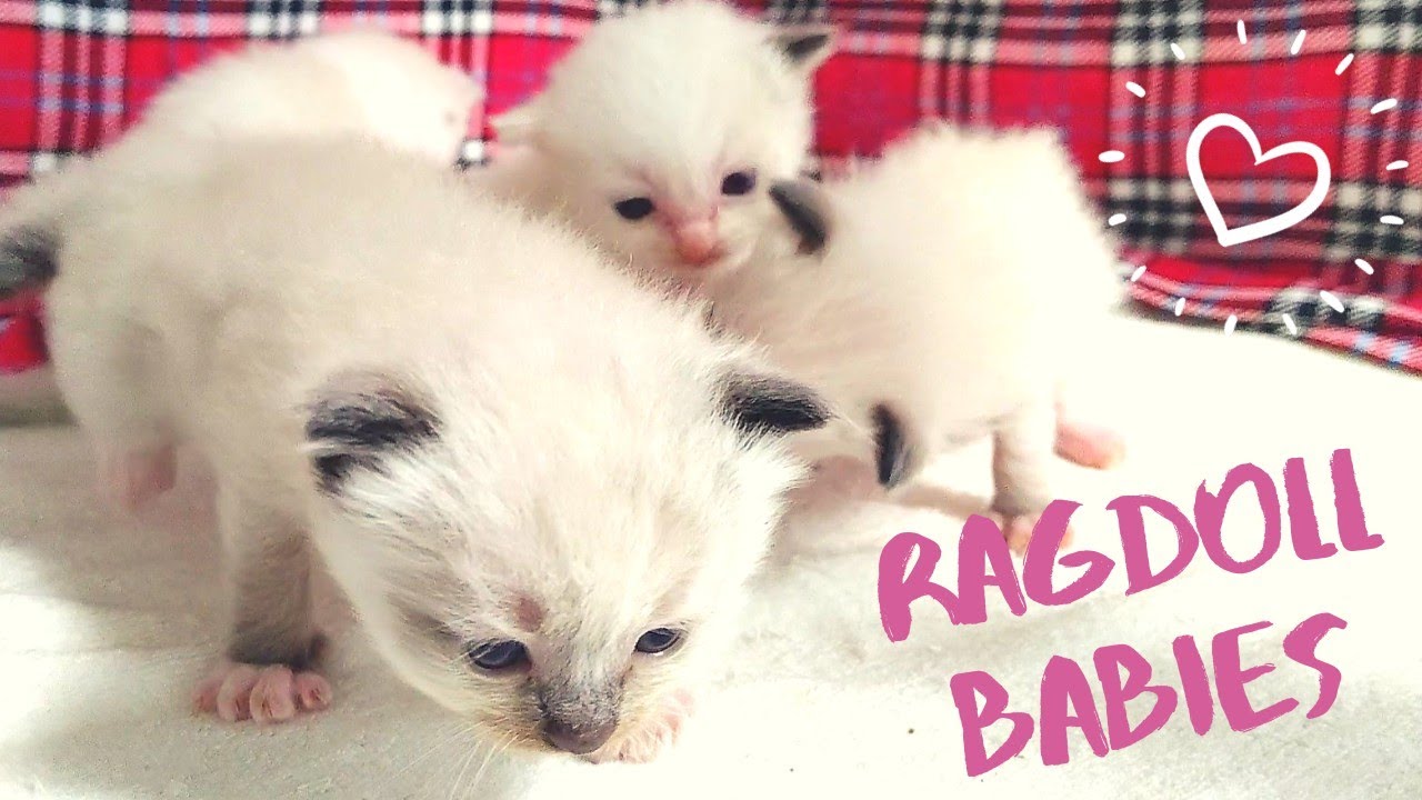 【子猫】個性豊かなラグドール赤ちゃん猫生まれました《生後３週》Ragdoll cat kittens