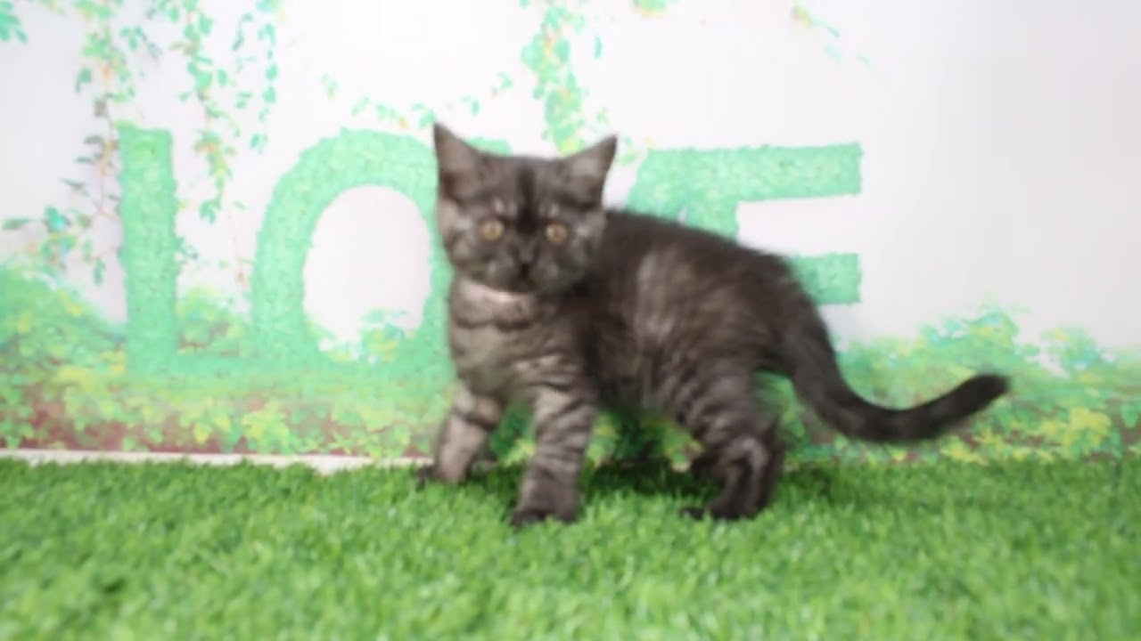 Coo&RIKU　No611699　ブリティッシュショートヘアー