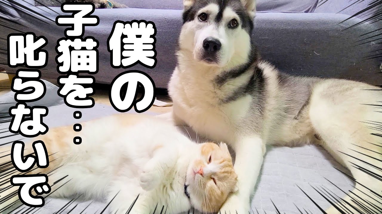 大好きな子猫が怒られていると寄ってきて一緒に反省するハスキー犬達...笑