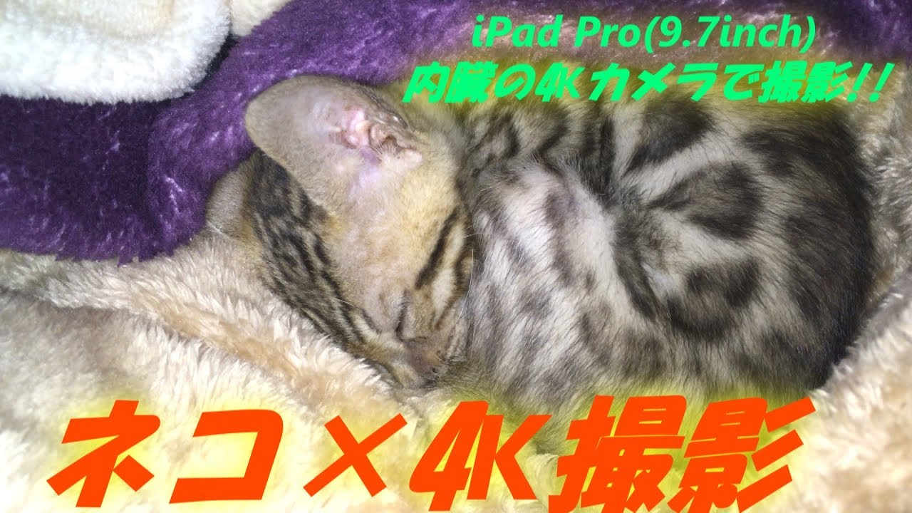 【4K】ベンガル(ネコ)の睡眠を,iPad Pro(9.7inch)の4Kカメラで撮影!! 〜OHORI123の4K動画 第二弾!!〜