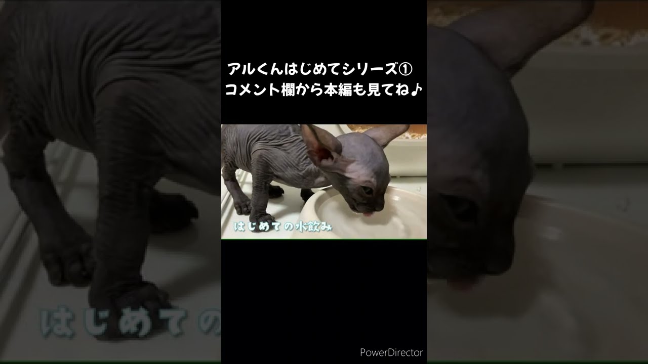 スフィンクス　子猫のアルくん　はじめての水飲み＃shorts