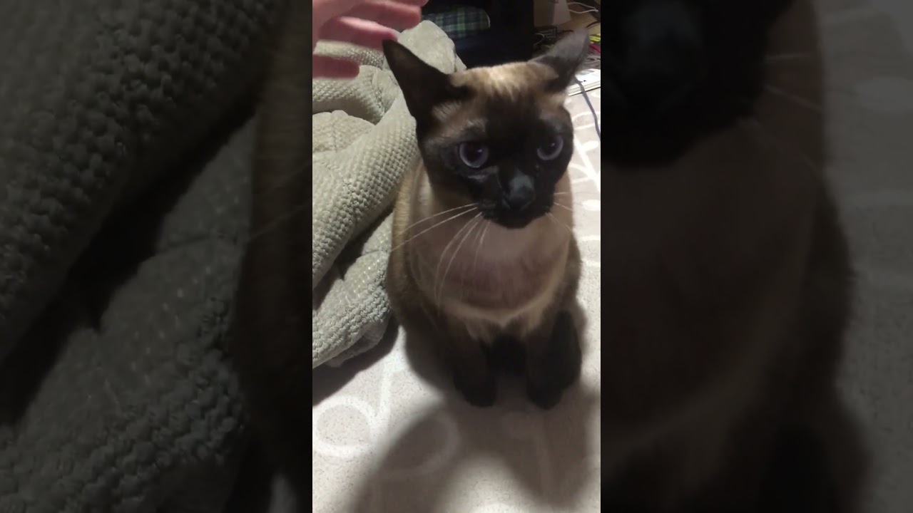 覇気だけでナデナデを拒否するシャム猫ミンミちゃん