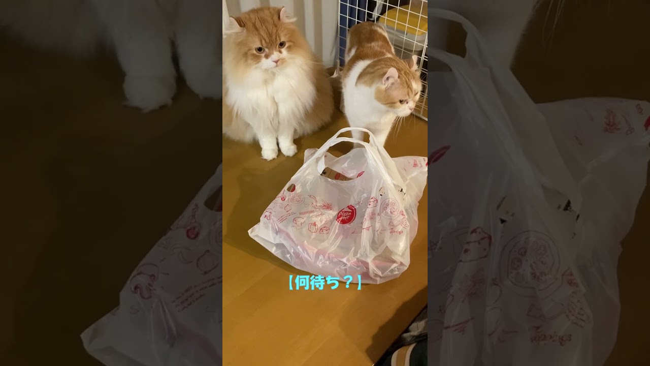 何待ち？ #shorts  #猫 #アメリカンカール #cat