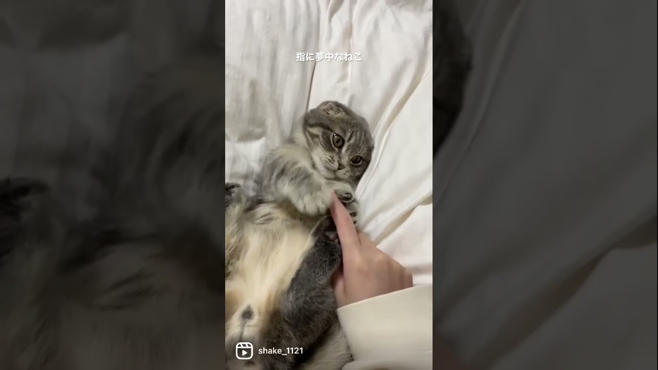 指に夢中な猫がこちら   #マンチカン #短足マンチカン #Shorts