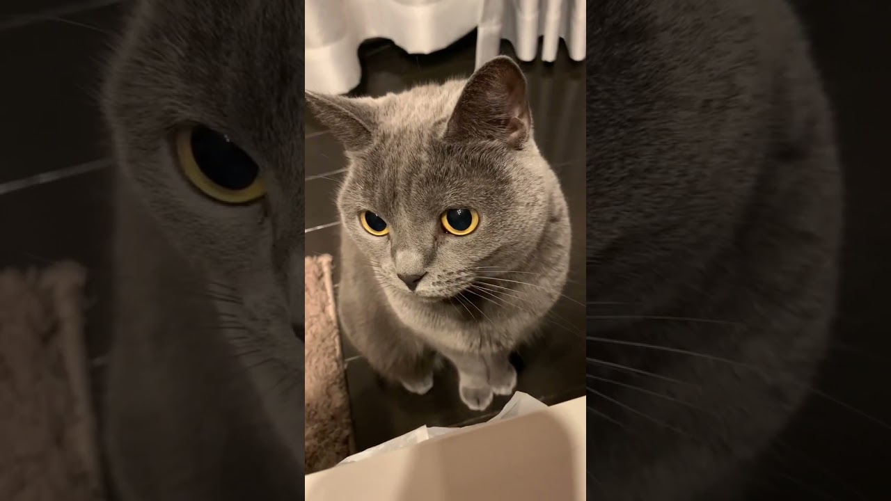我が家の癒し担当のねこ【シャルトリュー/Chartreux cat】#shorts