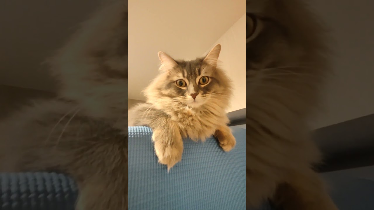 勢いで高い所に登ったけど、降りられなくて切ない顔してる猫がこちら..w【サイベリアンのラフィ】#shorts