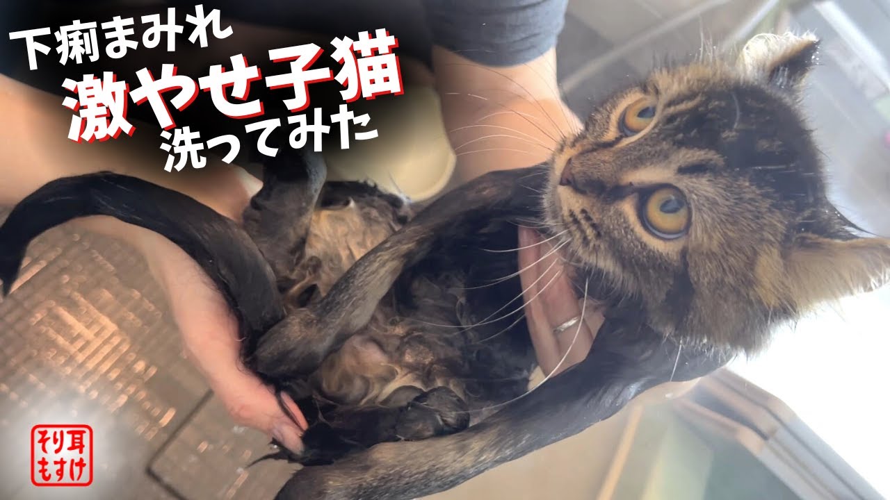 【猫の風呂】臭すぎるガリガリの子猫を洗ったらとんでもない事に