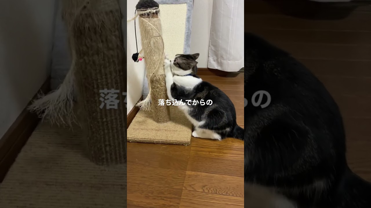 マンチカン猫のラピちゃん　新しい爪研ぎより慣れた爪研ぎ^_^