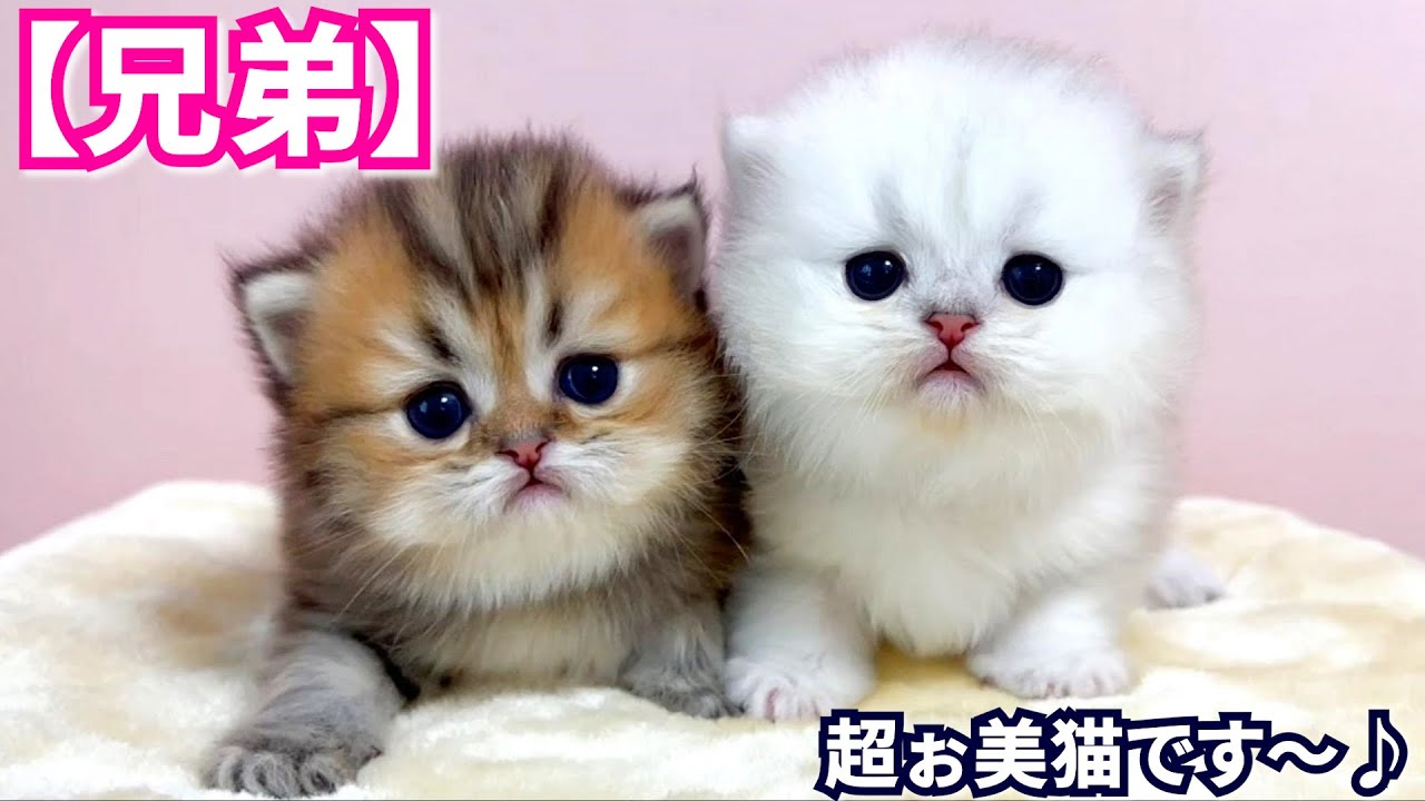 【子猫の成長記録】ペルシャの子猫ちゃん達が美猫兄弟で鼻血な件 ∼猫のいる生活Vol.440∼ 出産動画 マンチカン短足・ミヌエット・ペルシャ猫専門ブリーダー『ペット蔵人』