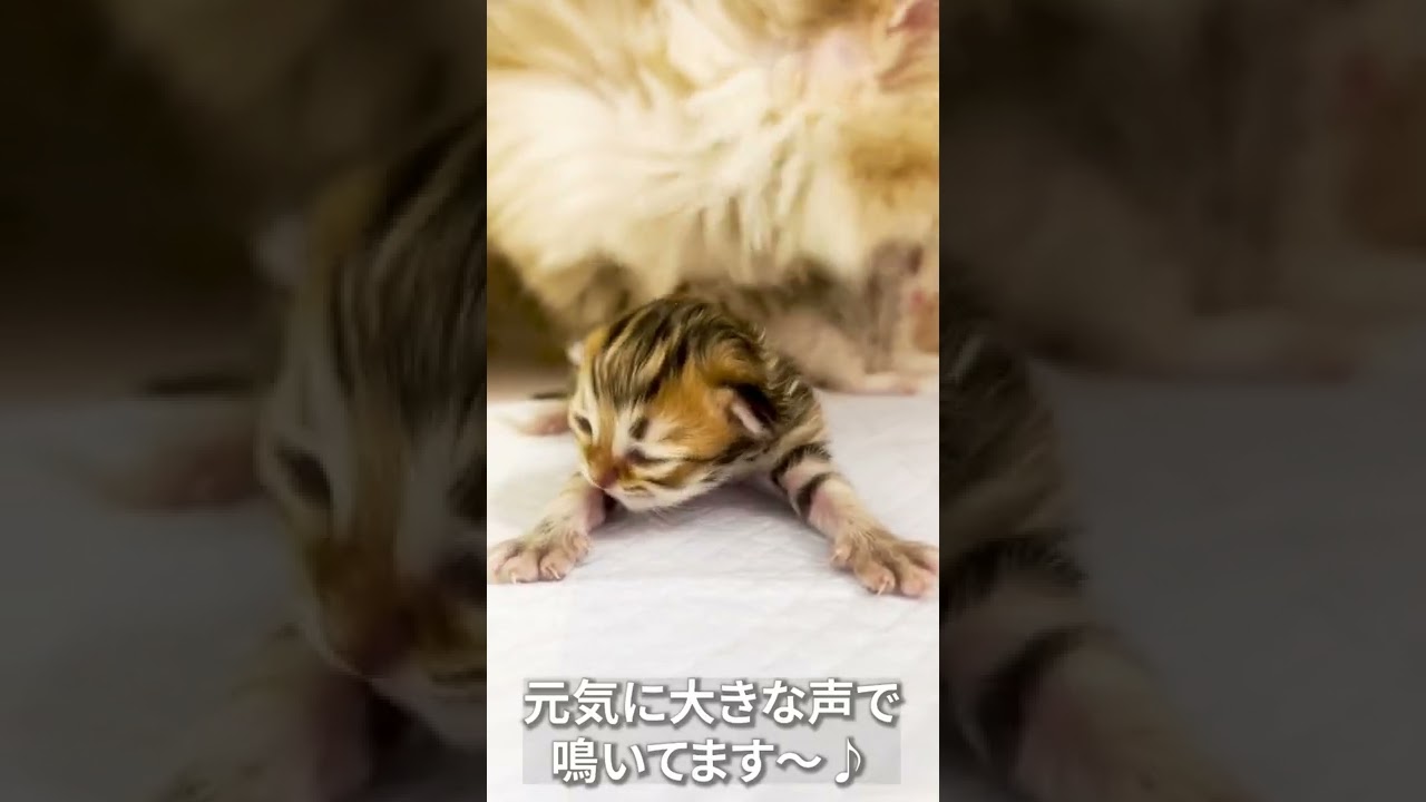【子猫の成長記録】#shorts #ミヌエット #マンチカン #子猫