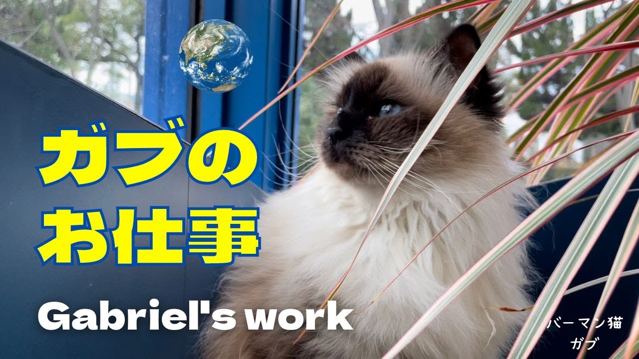 バーマン猫ガブ【ガブのお仕事】Gabriel's work（バーマン猫）Birman/Cat