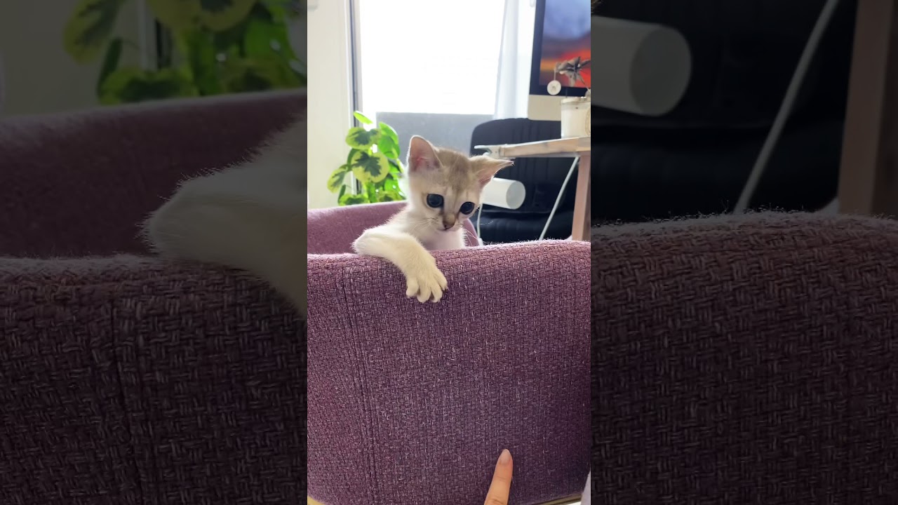 ちみーともぐらたたき#シンガプーラ