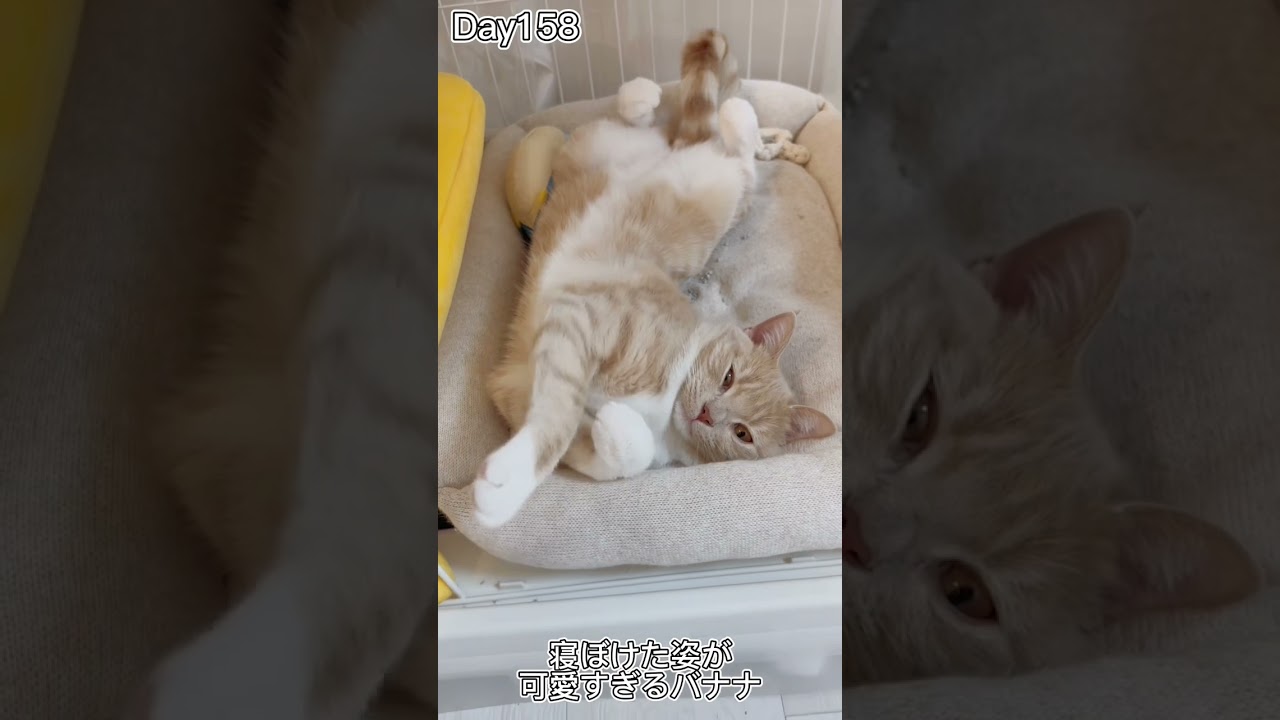 寝ぼけた子猫が最高に可愛い #shorts #猫 #子猫【マンチカン×サイベリアン】