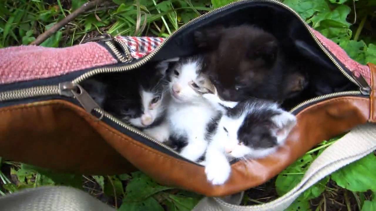 「猫ちゃんを保護」バイクで林道行ったら子猫が捨てられてたので持って帰ってみた。その1(Kittens abandoned in the mountains were rescued Part 1)