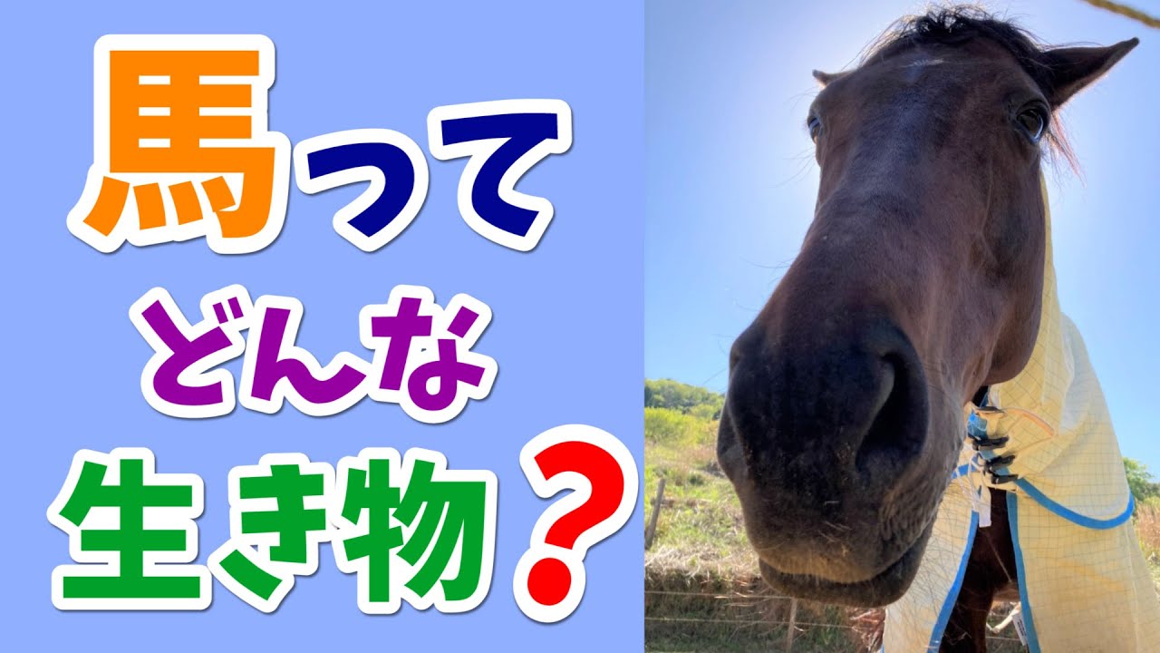 馬ってどんな生き物？